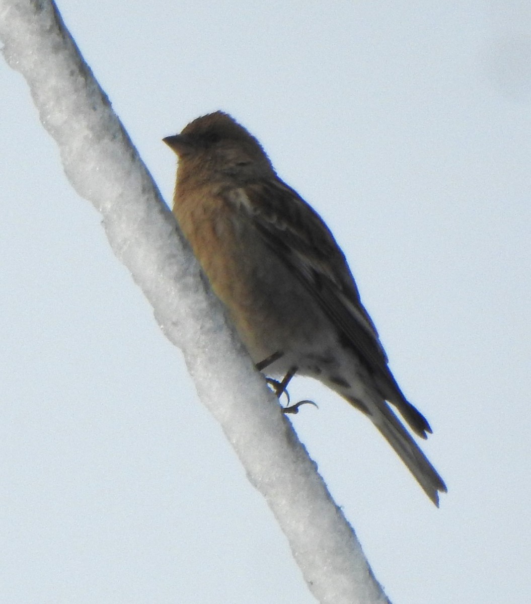 Plain Mountain Finch - ML617227338