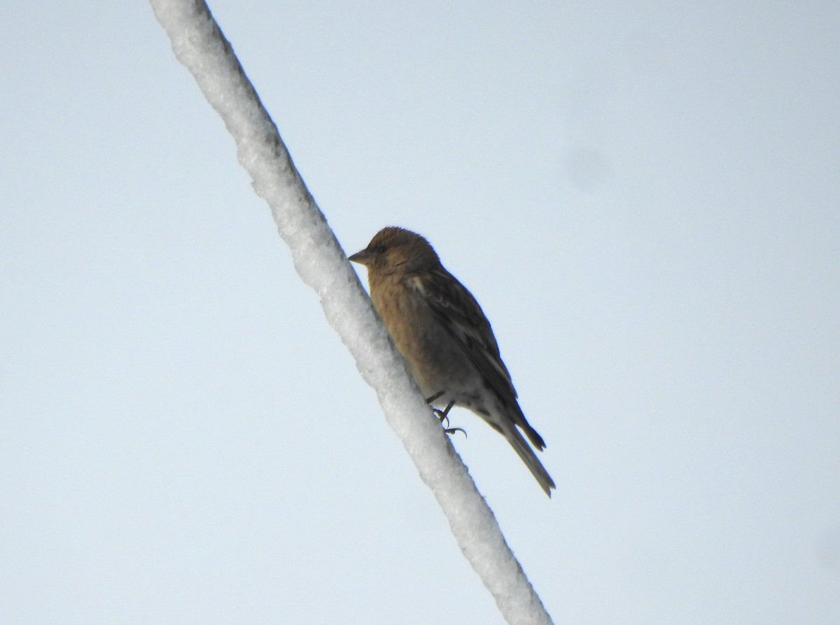 Plain Mountain Finch - ML617227339