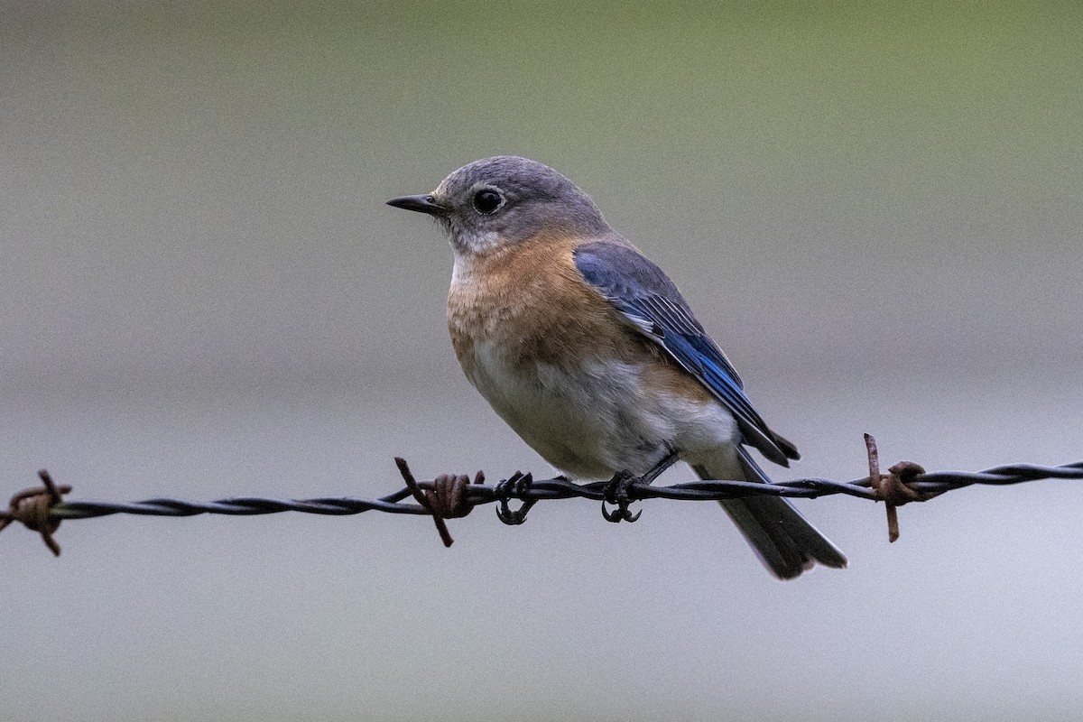 Eastern Bluebird - Paul Beerman