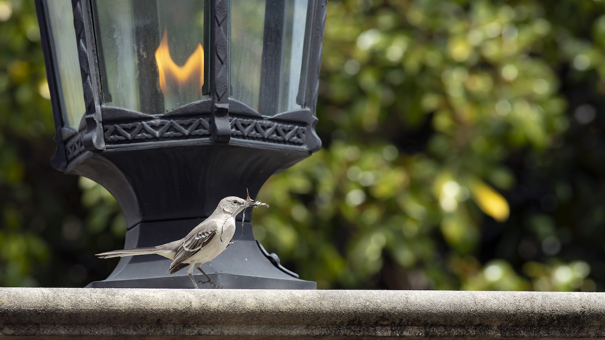 Northern Mockingbird - ML617227363