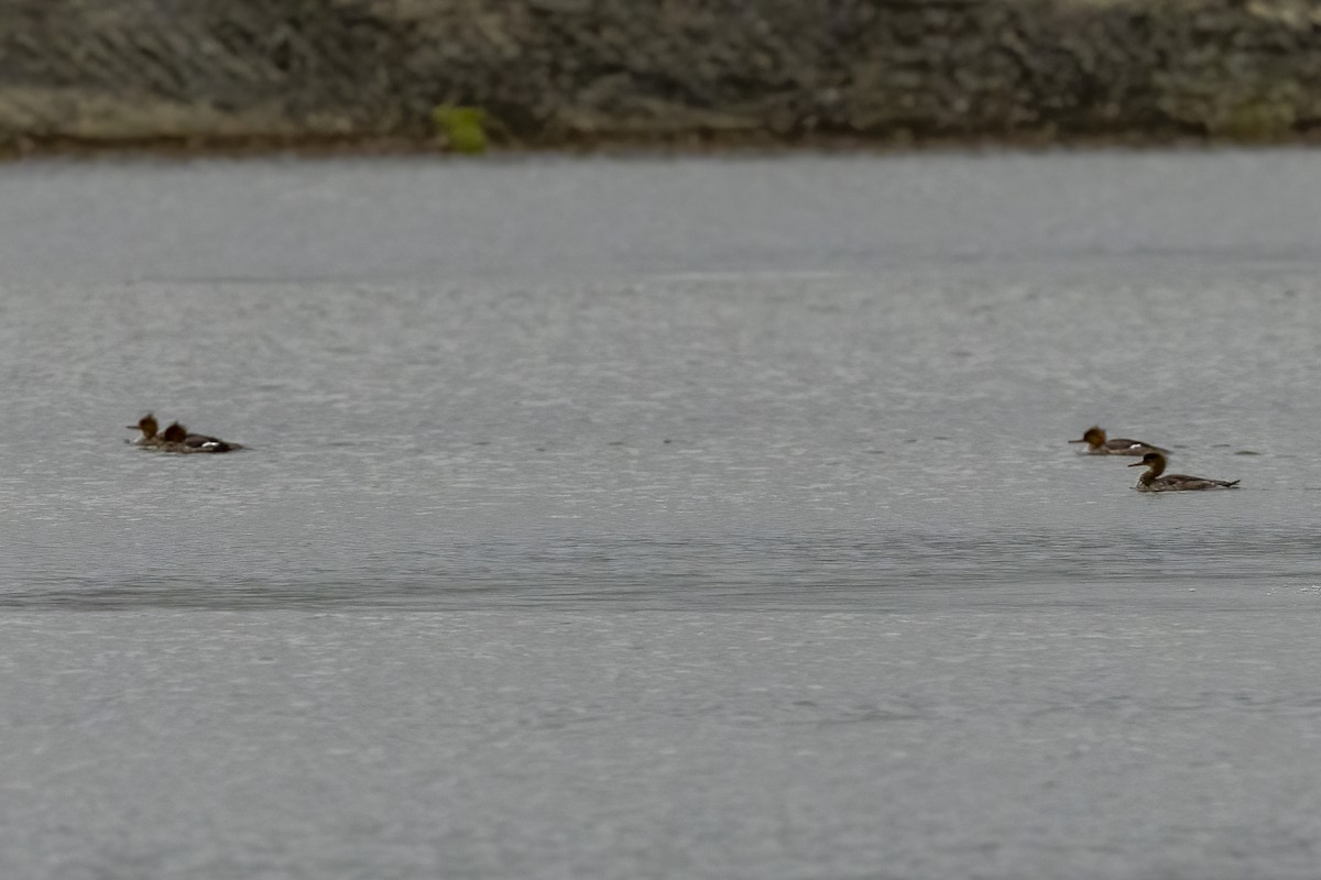 Red-breasted Merganser - Paul Beerman