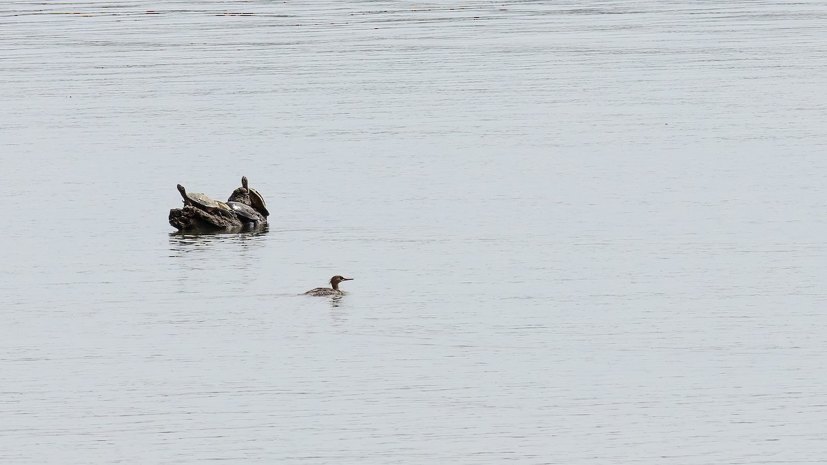 Red-breasted Merganser - ML617227367