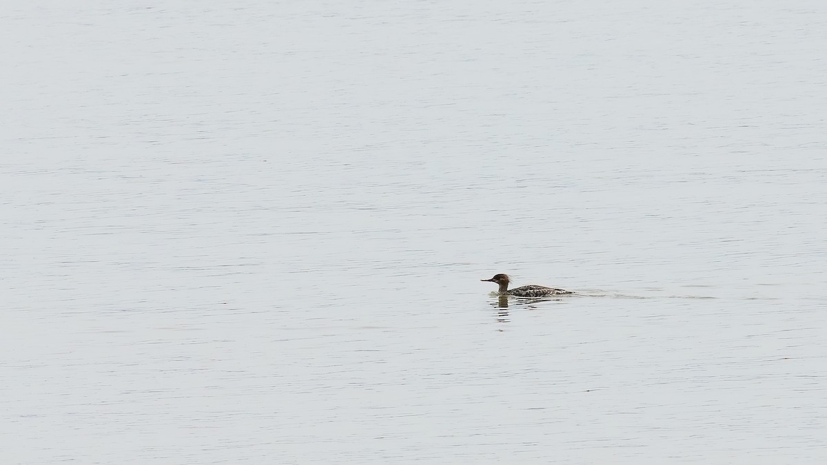 Red-breasted Merganser - ML617227368