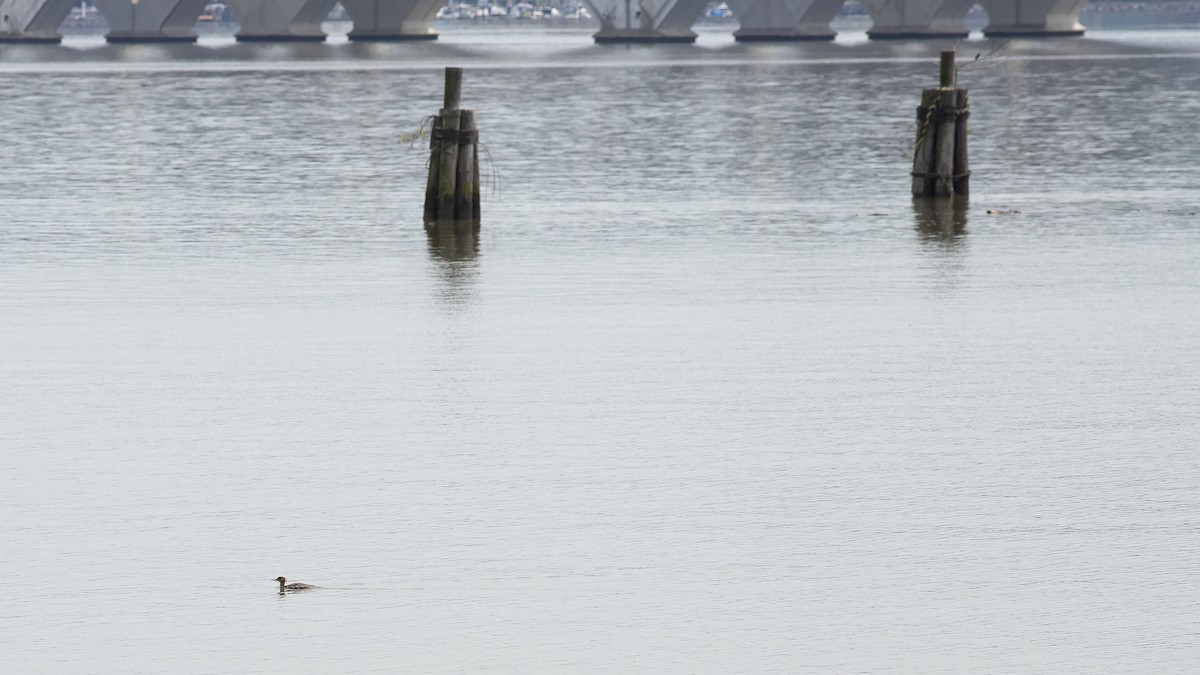 Red-breasted Merganser - ML617227369