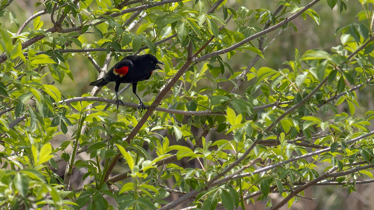 Red-winged Blackbird - ML617227376