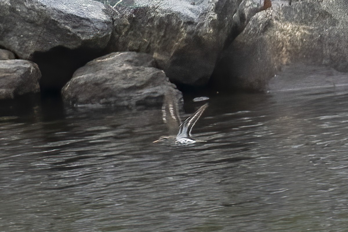 Spotted Sandpiper - Paul Beerman