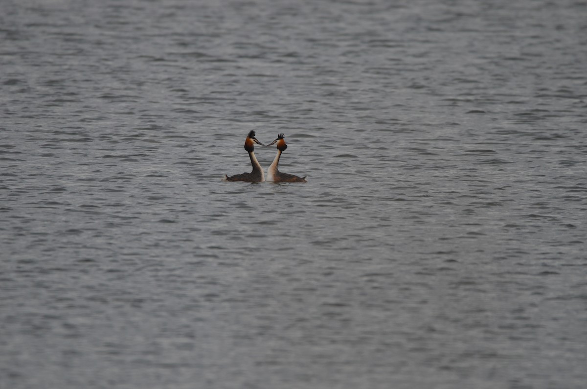 Great Crested Grebe - Wojciech Rycerz