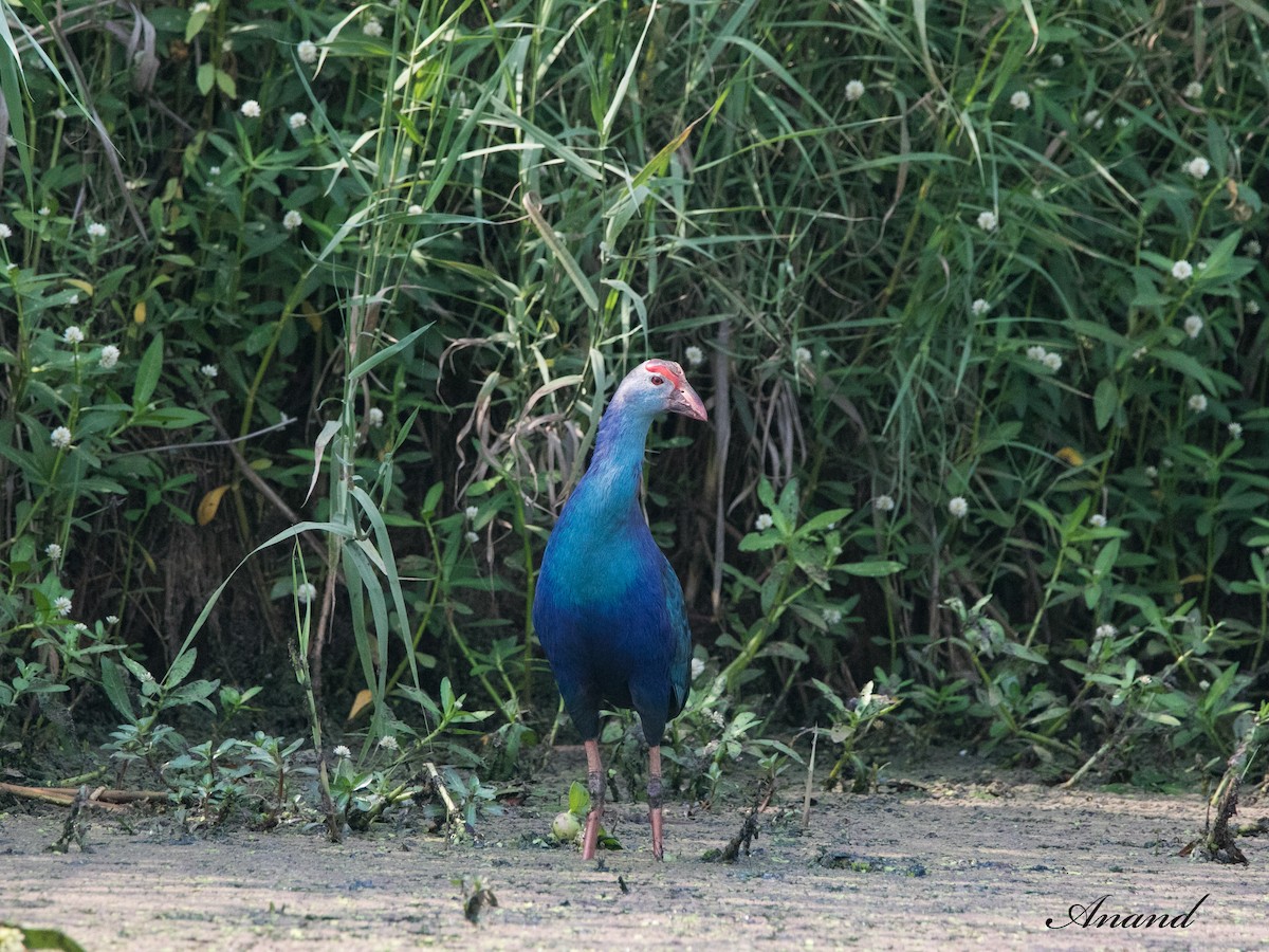 Gray-headed Swamphen - Anand Singh