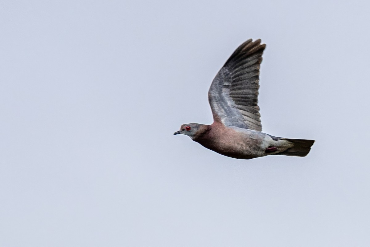 Pale-vented Pigeon - Sandy & Bob Sipe