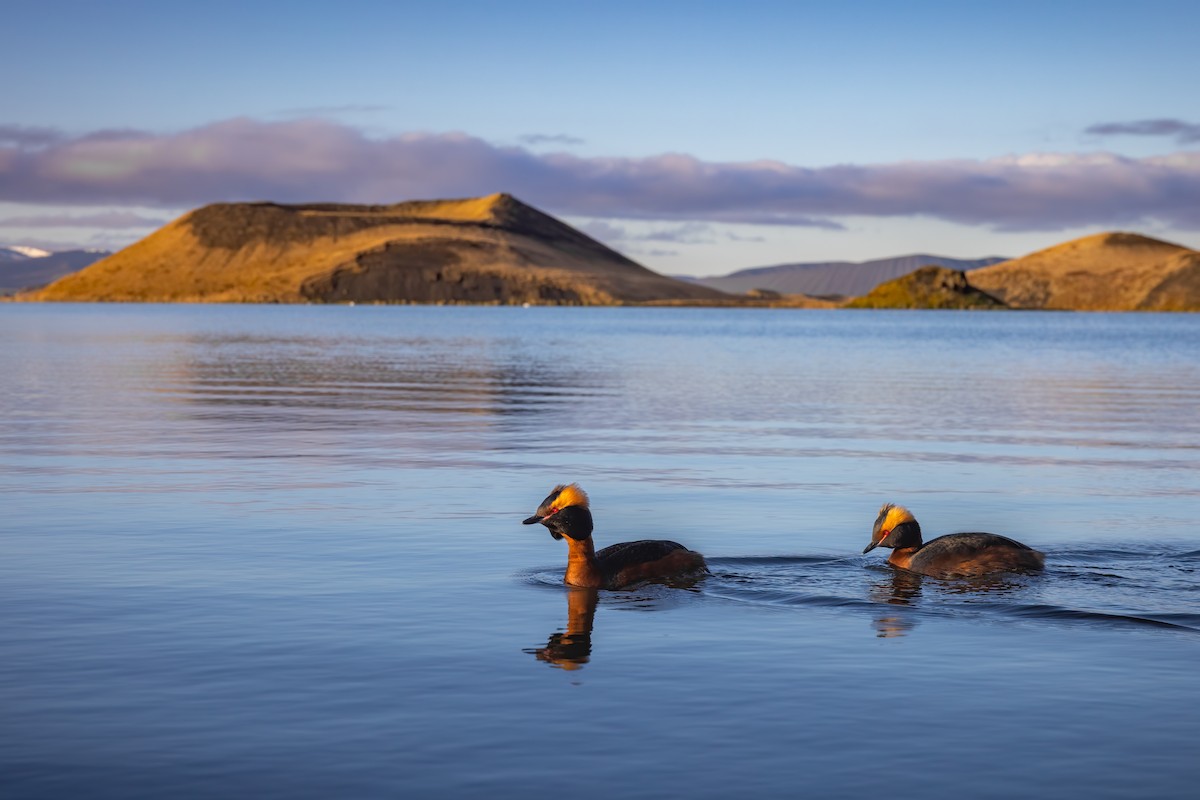 Horned Grebe - ML617227515