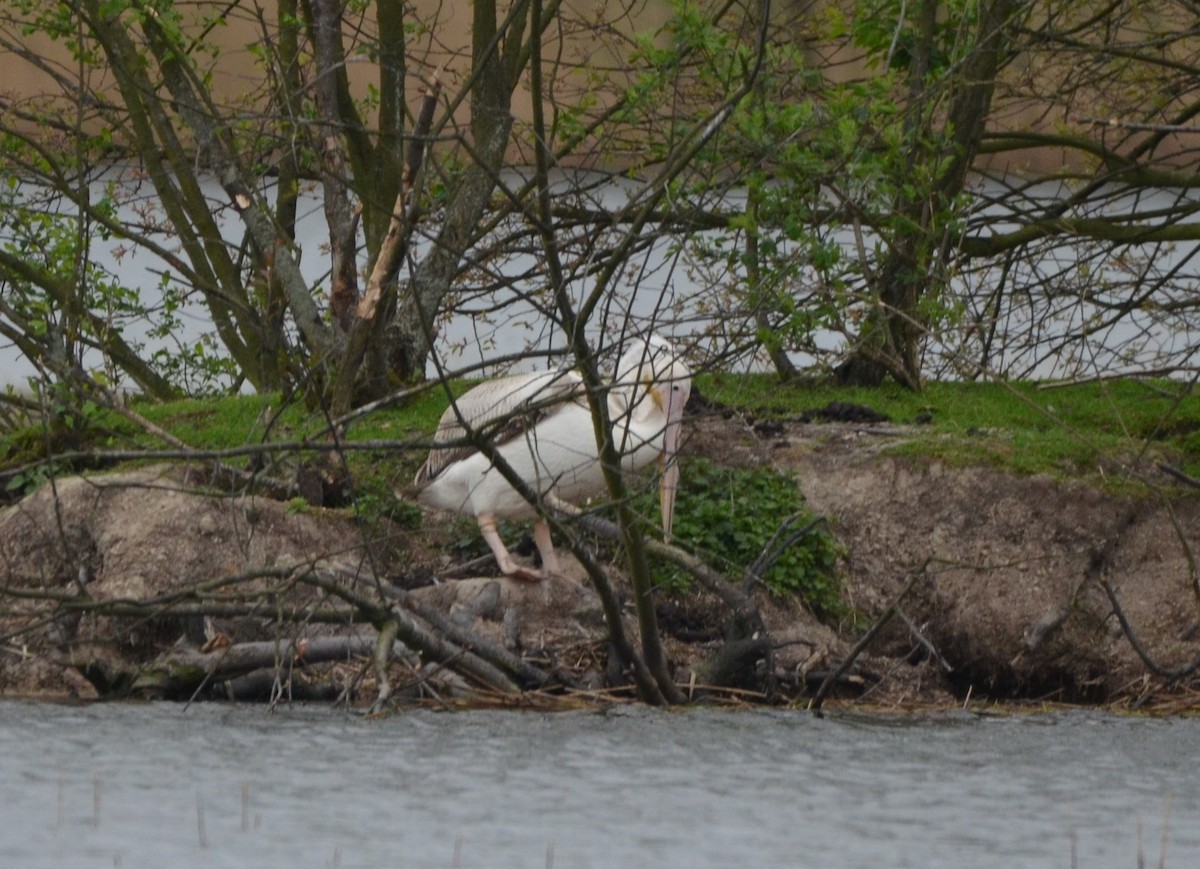 Great White Pelican - Wojciech Rycerz