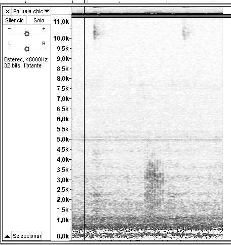 Baillon's Crake - ML617227539