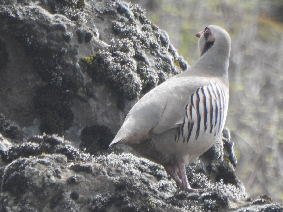 Chukar - ML617227552