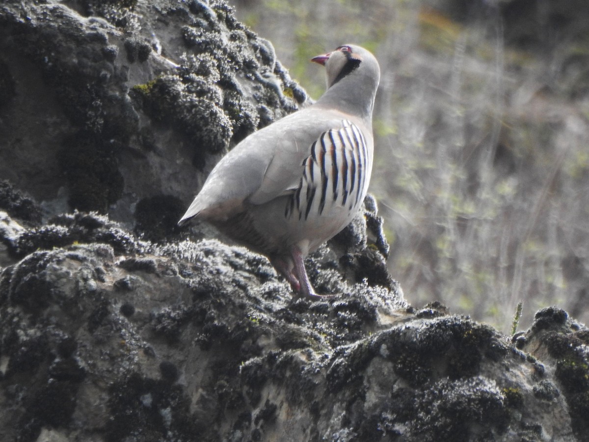 Chukar - ML617227553