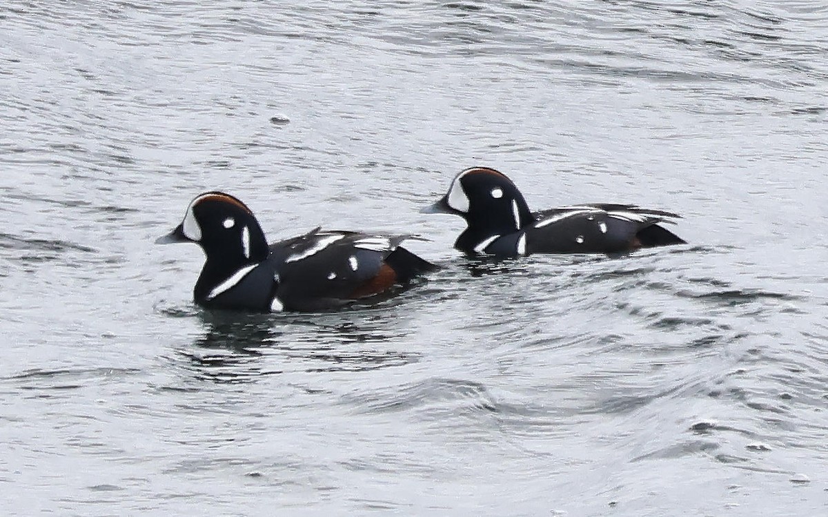 Harlequin Duck - ML617227598