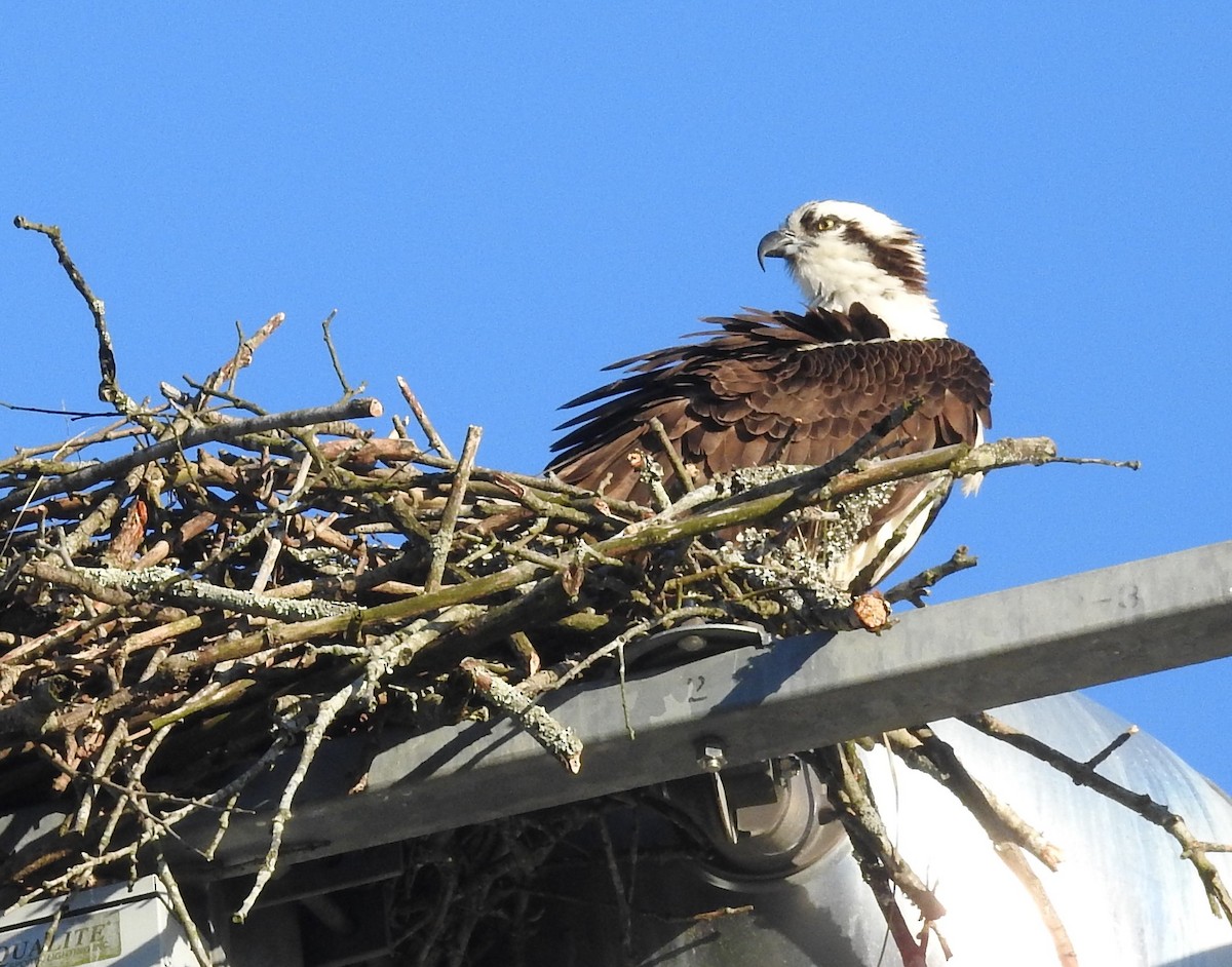 Osprey - ML617227605