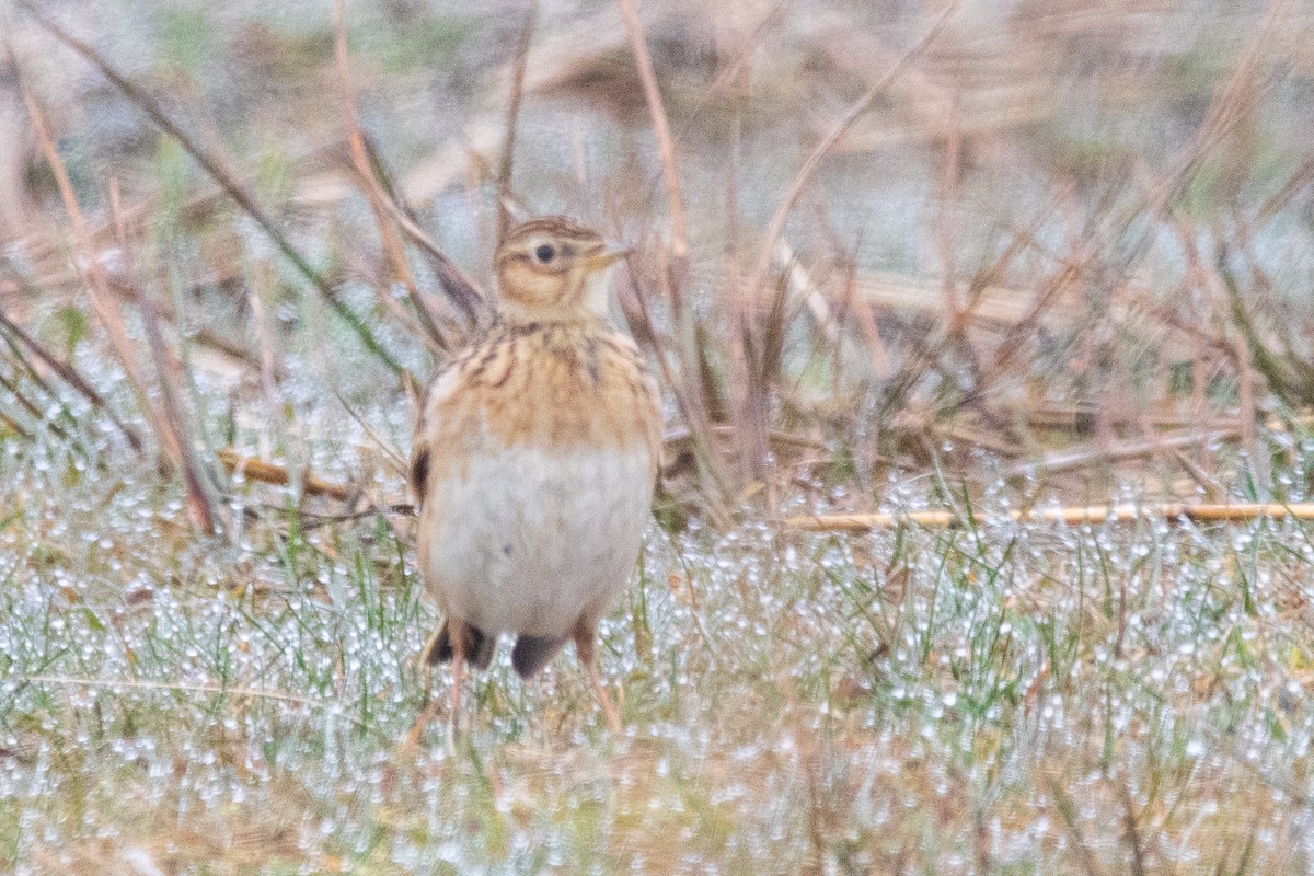 Meadow Pipit - Pia Mo