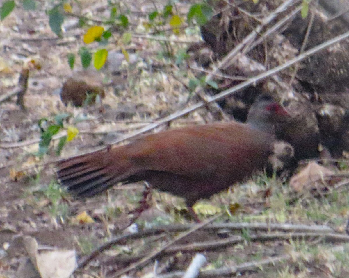 Red Spurfowl - Sujay Biswas