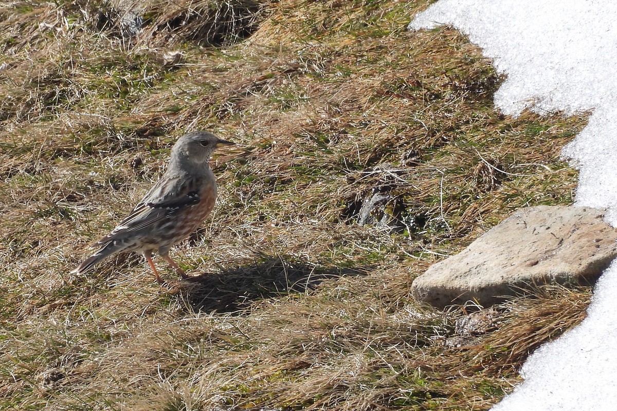 Alpine Accentor - ML617227617