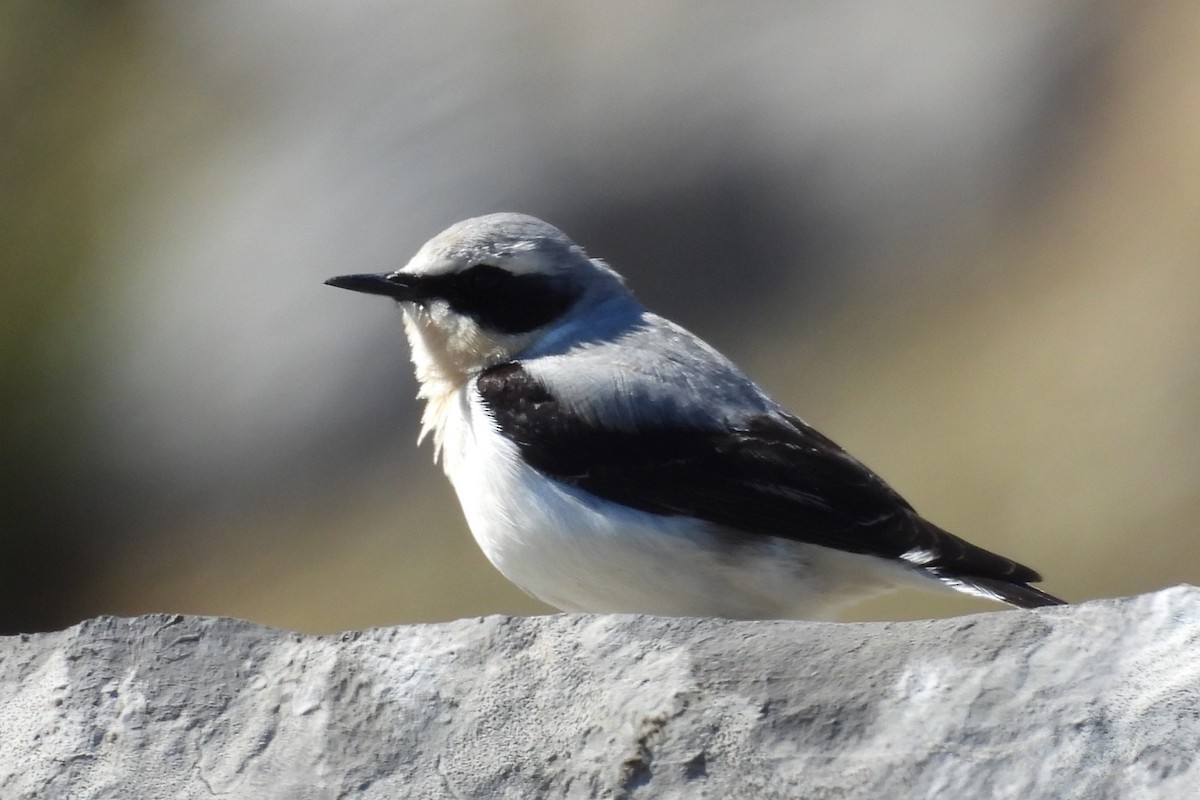 Northern Wheatear - Juan Manuel Pérez de Ana