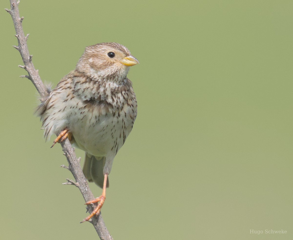 Corn Bunting - ML617227651