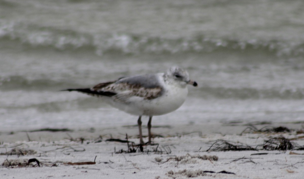 Ring-billed Gull - ML617227693