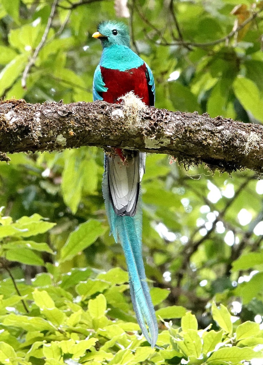 Resplendent Quetzal - Vince Elia