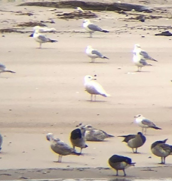 Iceland Gull (kumlieni/glaucoides) - ML617227805