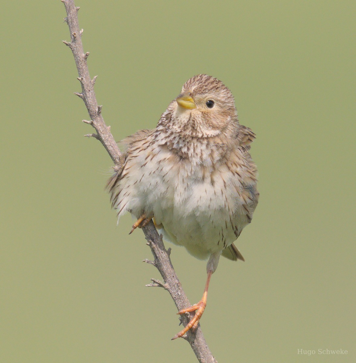 Corn Bunting - ML617227828