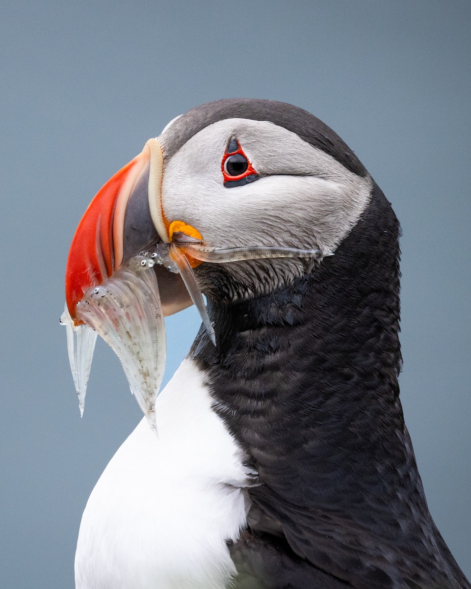 Atlantic Puffin - ML617227858