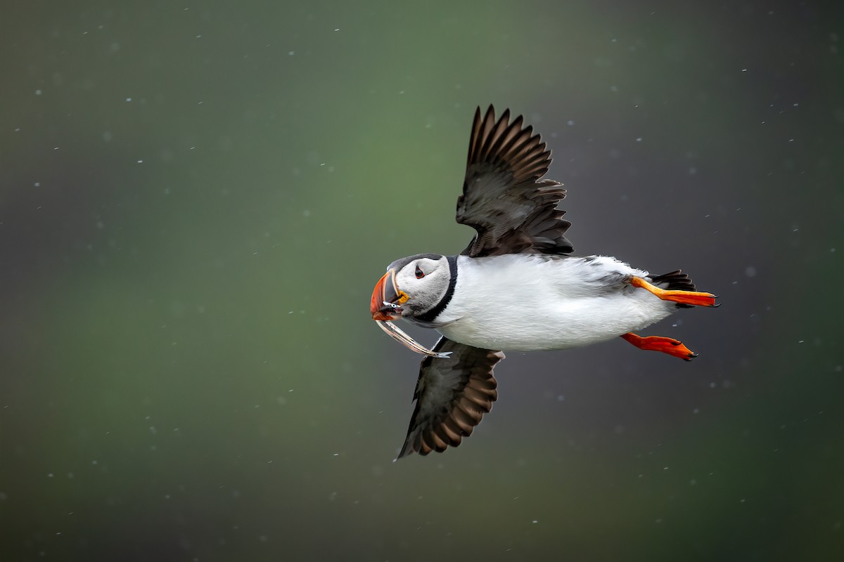 Atlantic Puffin - ML617227873