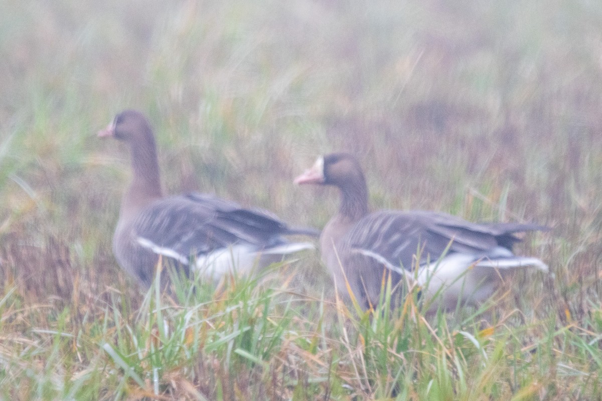 Greater White-fronted Goose - ML617227879