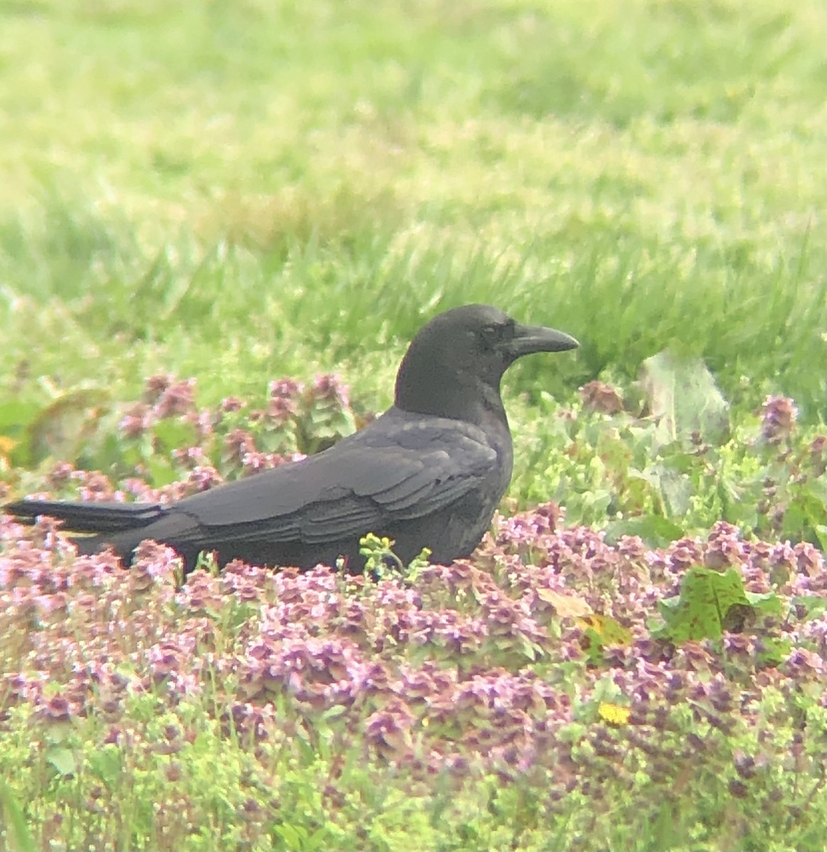 American Crow - ML617227886