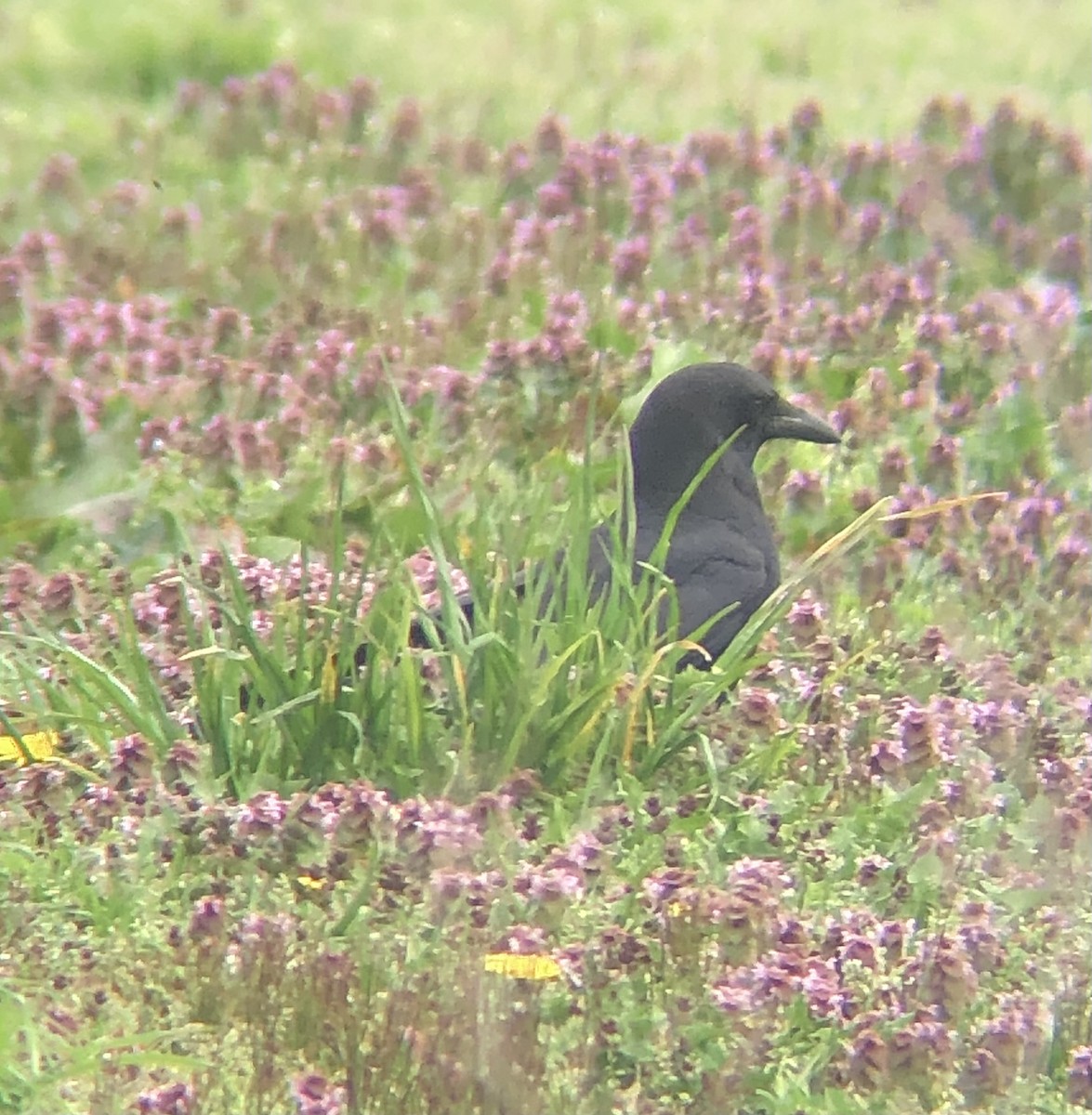 American Crow - ML617227895