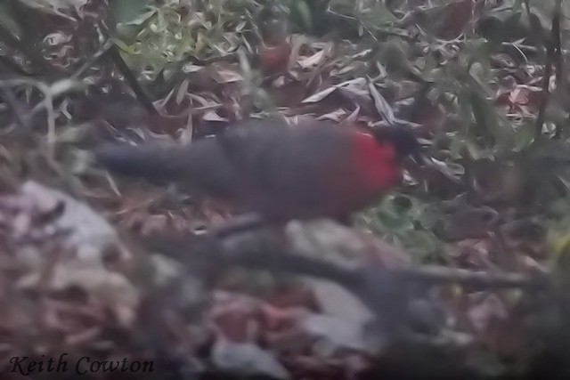 Tragopan satyre - ML617227898