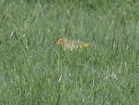 Palm Warbler - Susan Sherman