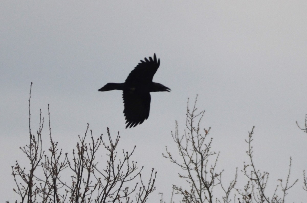 Common Raven - Wojciech Rycerz