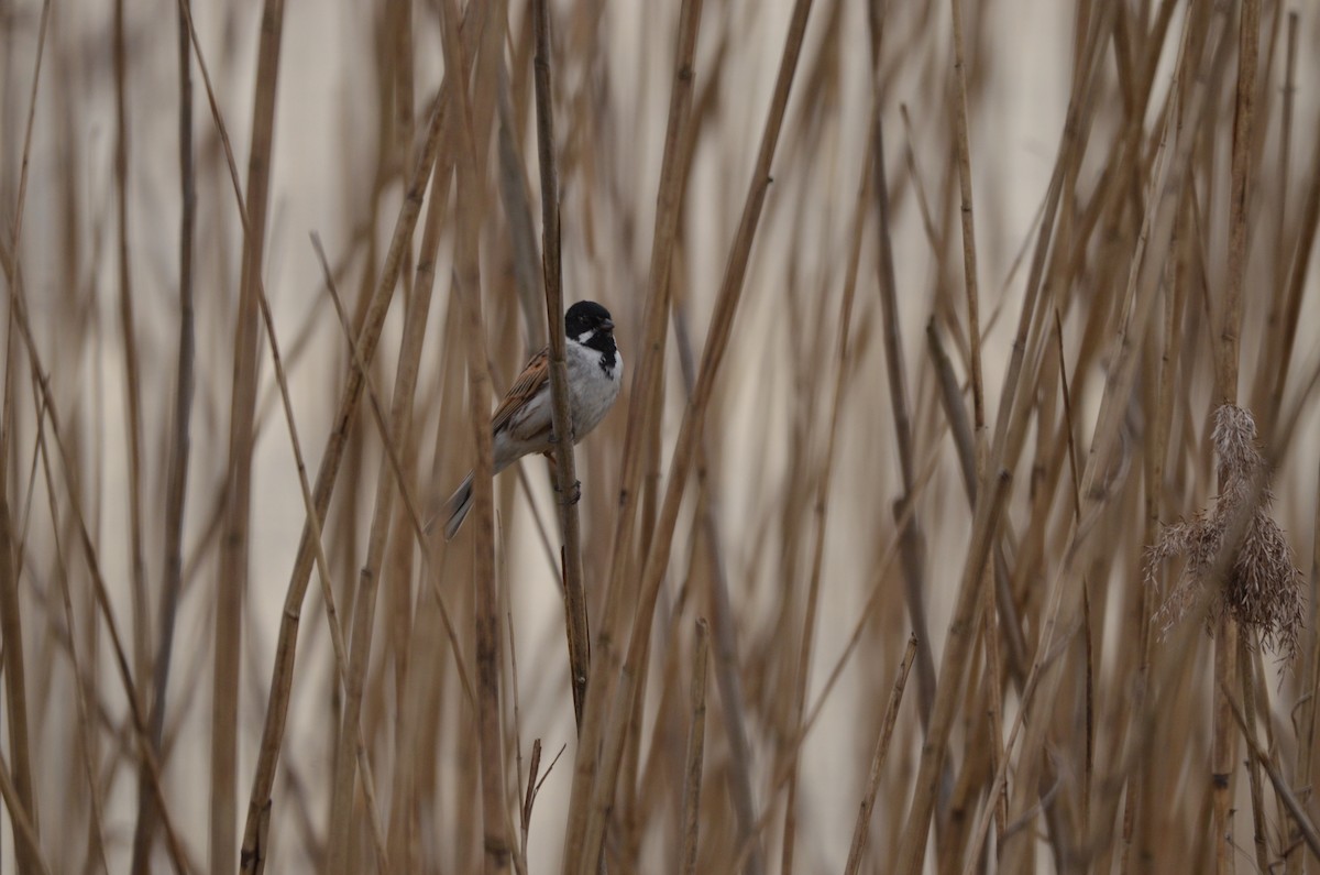 Reed Bunting - Wojciech Rycerz