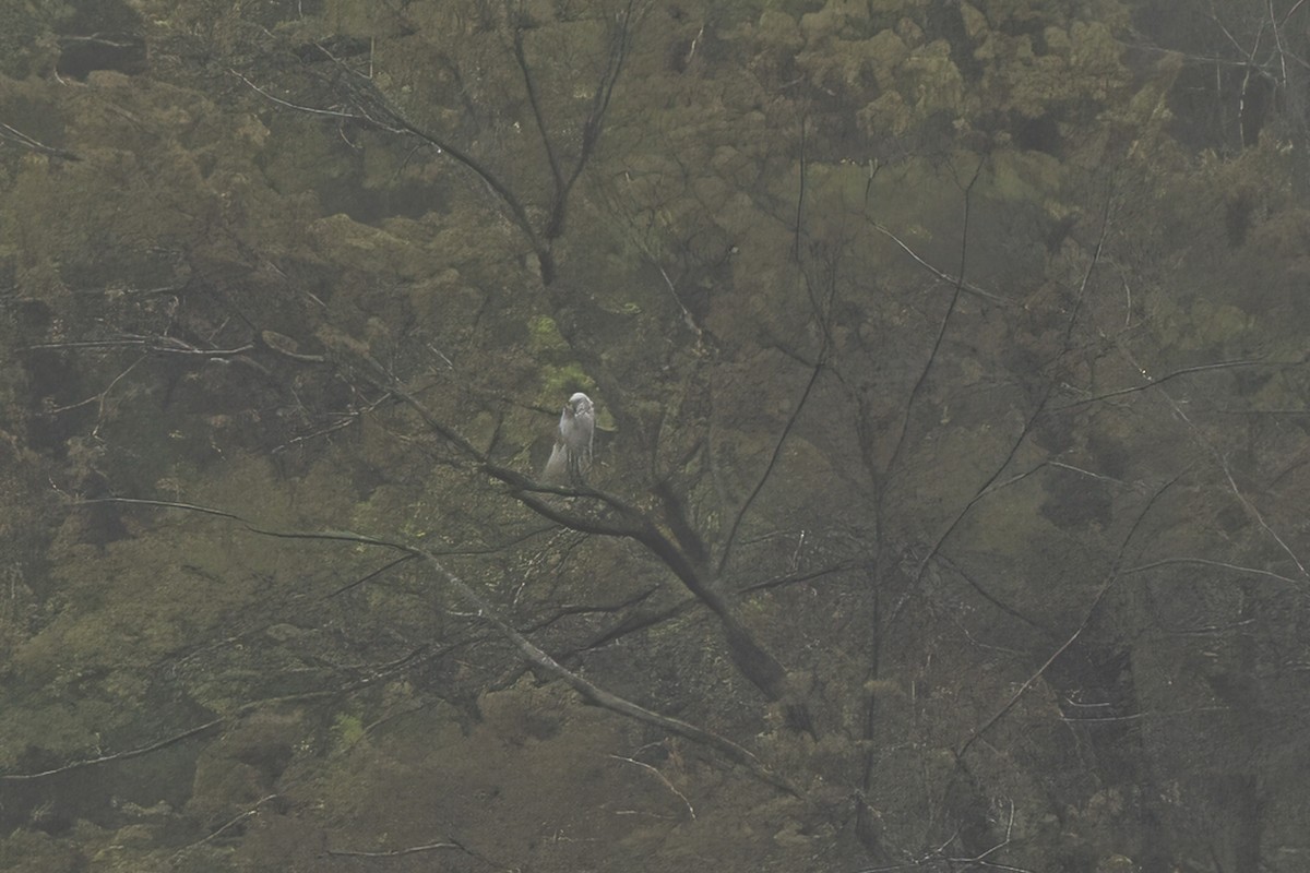 Great Egret - Paul Beerman