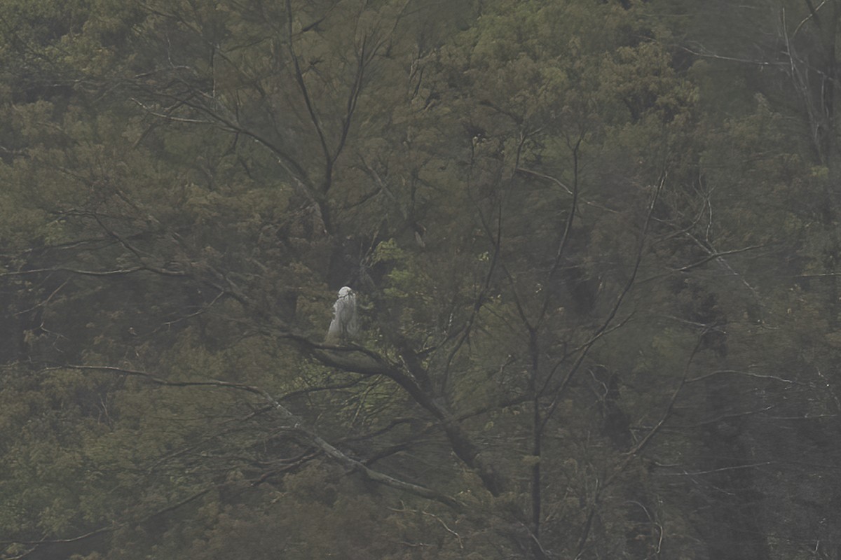 Great Egret - ML617227993