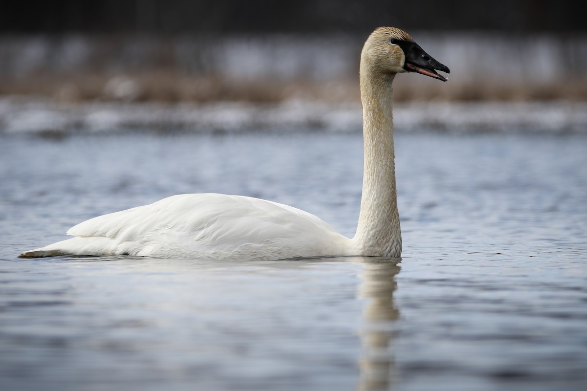 Trumpeter Swan - Joseph Malott