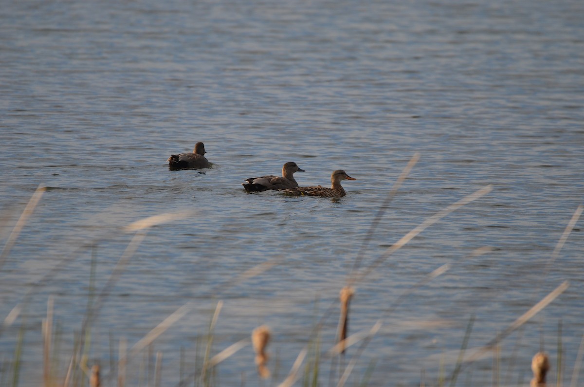 Gadwall - Wojciech Rycerz