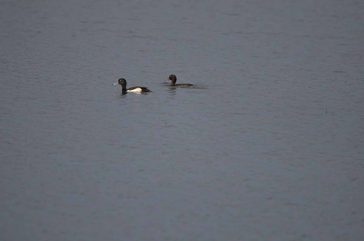 Tufted Duck - Wojciech Rycerz