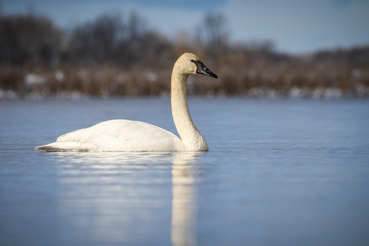 Cygne trompette - ML617228112