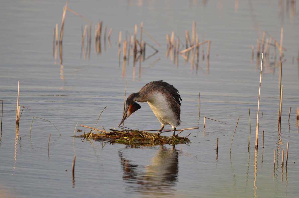 Great Crested Grebe - Wojciech Rycerz