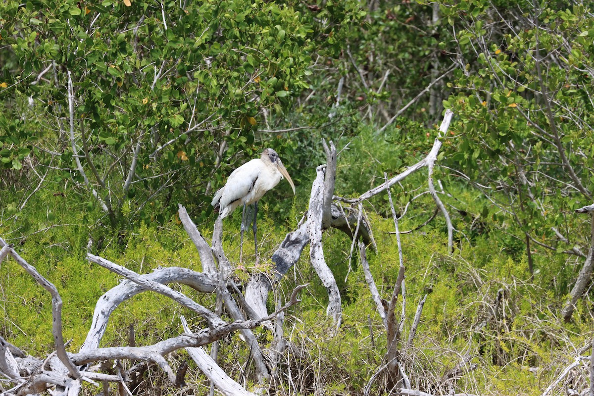 Wood Stork - ML617228133