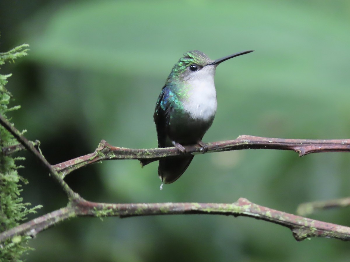 kolibřík vidloocasý - ML617228141