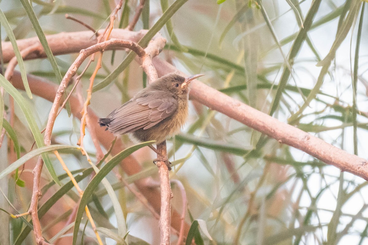 Palestine Sunbird - Ferdinand Binuya