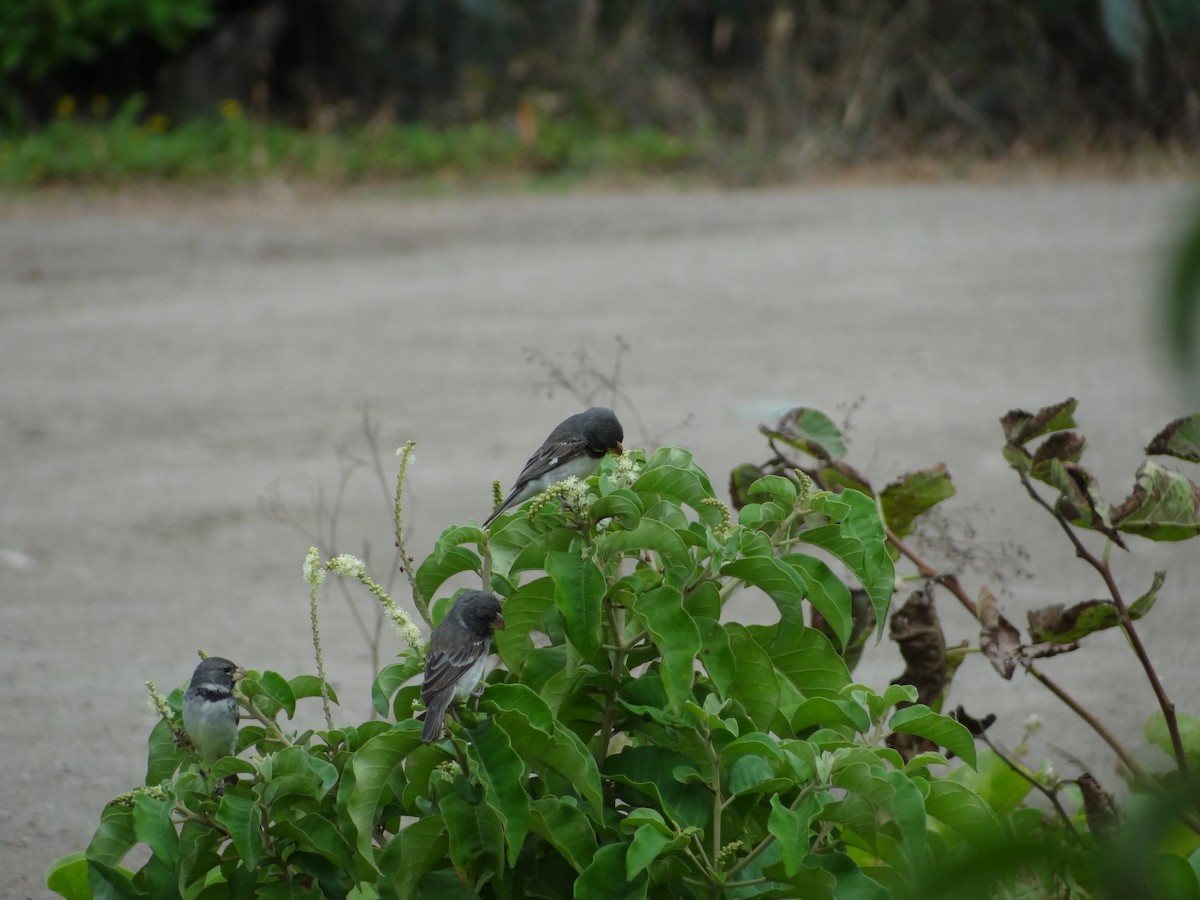 Parrot-billed Seedeater - Francisco Sornoza