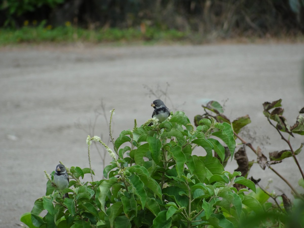 Parrot-billed Seedeater - Francisco Sornoza